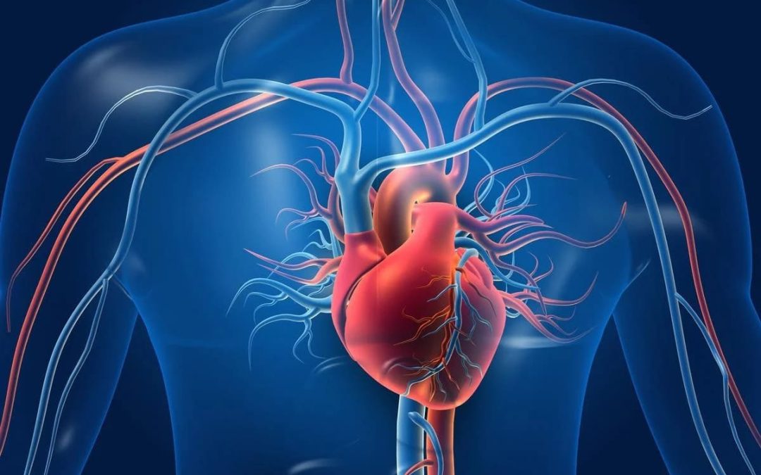 4 Types of Cardiovascular Diseases Described
